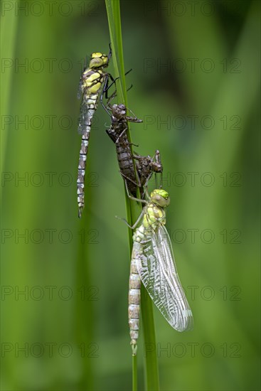 Southern hawker (Aeshna cyanea), freshly hatched dragonflies, with larval skin, Oberhausen, Ruhr area, North Rhine-Westphalia, Germany, Europe