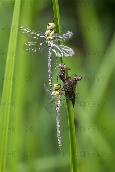 Southern hawker (Aeshna cyanea), freshly hatched dragonflies, with larval skin, Oberhausen, Ruhr area, North Rhine-Westphalia, Germany, Europe