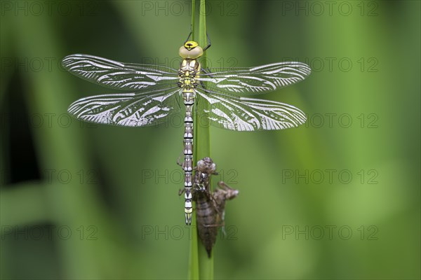 Southern hawker (Aeshna cyanea), freshly hatched, with larval skin, Oberhausen, Ruhr area, North Rhine-Westphalia, Germany, Europe