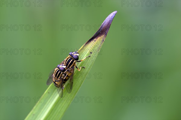 Dangling sunlover (Helophilus pendulus), pair during copulation, Oberhausen, Ruhr area, North Rhine-Westphalia, Germany, Europe