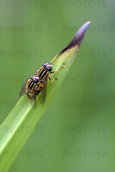 Dangling sunlover (Helophilus pendulus), pair during copulation, Oberhausen, Ruhr area, North Rhine-Westphalia, Germany, Europe