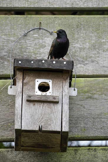 Common starling (Sturnus vulgaris), adult bird on a nesting box, during the breeding season, Nettetal, North Rhine-Westphalia, Germany, Europe