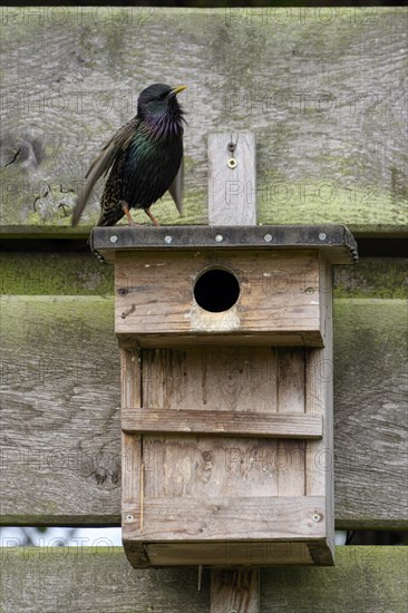 Common starling (Sturnus vulgaris), singing, mating adult bird, on a nesting box, during the breeding season, Nettetal, North Rhine-Westphalia, Germany, Europe