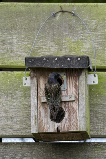 Common starling (Sturnus vulgaris), adult bird at a nesting box, during the breeding season, Nettetal, North Rhine-Westphalia, Germany, Europe