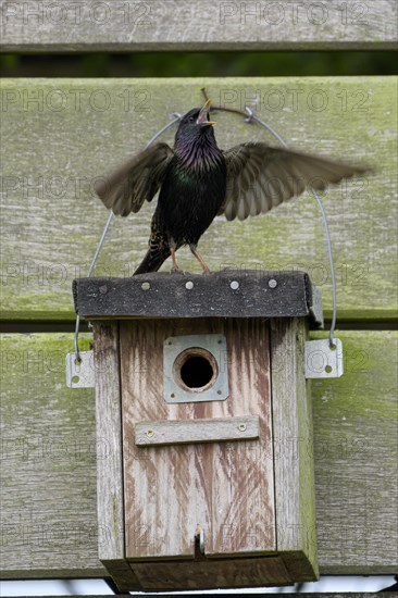 Common starling (Sturnus vulgaris), singing, mating adult bird, on a nesting box, during the breeding season, Nettetal, North Rhine-Westphalia, Germany, Europe