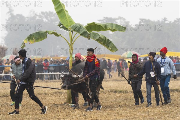 Men arrive with their buffalo to take part in a traditional Moh-Juj (Buffalo fight) competition as a part of Magh Bihu Festival on January 16, 2024 in Ahatguri, India. Traditional Buffalo fights organised in different parts of Assam, during the harvest festival Magh Bihu or Bhogali Bihu since the Ahom rule. The practice was discontinued in 2014 after a Supreme Court order, the event resumed this year in adherence to Standard Operating Procedures (SOP) laid down by the Assam Government