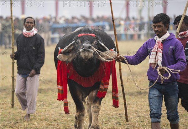 Men arrive with their buffalo to take part in a traditional Moh-Juj (Buffalo fight) competition as a part of Magh Bihu Festival on January 16, 2024 in Ahatguri, India. Traditional Buffalo fights organised in different parts of Assam, during the harvest festival Magh Bihu or Bhogali Bihu since the Ahom rule. The practice was discontinued in 2014 after a Supreme Court order, the event resumed this year in adherence to Standard Operating Procedures (SOP) laid down by the Assam Government