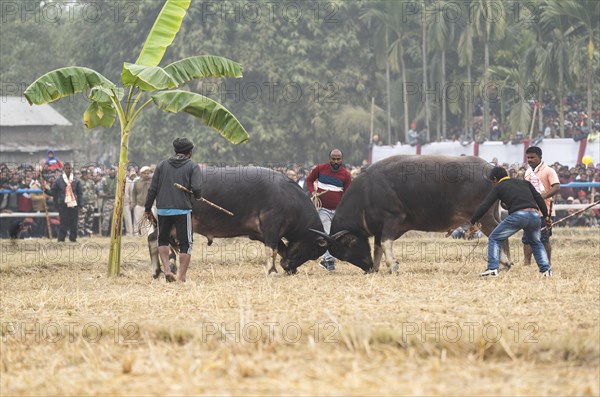 Buffaloes fight with each other during a traditional Moh-Juj (Buffalo fight) competition as a part of Magh Bihu Festival on January 16, 2024 in Ahatguri, India. Traditional Buffalo fights organised in different parts of Assam, during the harvest festival Magh Bihu or Bhogali Bihu since the Ahom rule. The practice was discontinued in 2014 after a Supreme Court order, the event resumed this year in adherence to Standard Operating Procedures (SOP) laid down by the Assam Government