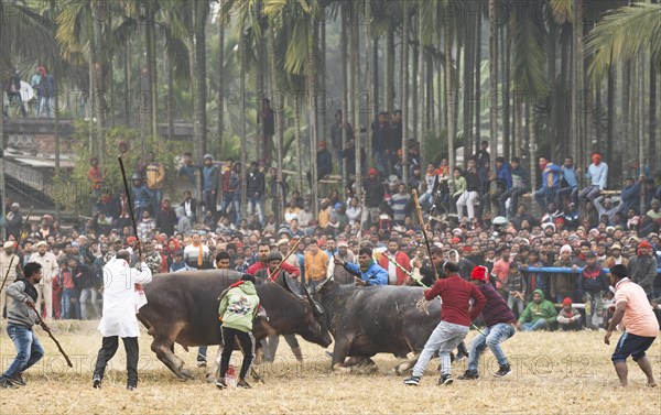 Buffaloes fight with each other during a traditional Moh-Juj (Buffalo fight) competition as a part of Magh Bihu Festival on January 16, 2024 in Ahatguri, India. Traditional Buffalo fights organised in different parts of Assam, during the harvest festival Magh Bihu or Bhogali Bihu since the Ahom rule. The practice was discontinued in 2014 after a Supreme Court order, the event resumed this year in adherence to Standard Operating Procedures (SOP) laid down by the Assam Government