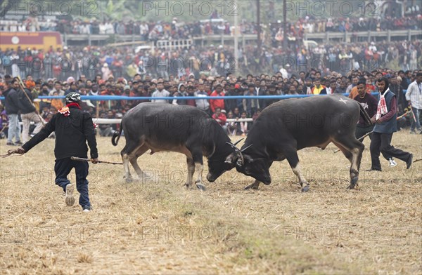 Buffaloes fight with each other during a traditional Moh-Juj (Buffalo fight) competition as a part of Magh Bihu Festival on January 16, 2024 in Ahatguri, India. Traditional Buffalo fights organised in different parts of Assam, during the harvest festival Magh Bihu or Bhogali Bihu since the Ahom rule. The practice was discontinued in 2014 after a Supreme Court order, the event resumed this year in adherence to Standard Operating Procedures (SOP) laid down by the Assam Government