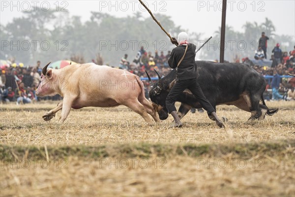 An owner try to control a pair of buffaloes during a traditional Moh-Juj (Buffalo fight) competition as a part of Magh Bihu Festival on January 16, 2024 in Ahatguri, India. Traditional Buffalo fights organised in different parts of Assam, during the harvest festival Magh Bihu or Bhogali Bihu since the Ahom rule. The practice was discontinued in 2014 after a Supreme Court order, the event resumed this year in adherence to Standard Operating Procedures (SOP) laid down by the Assam Government