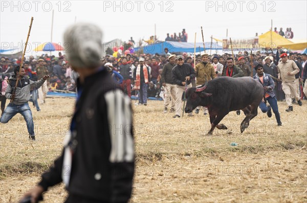 Owner try to control a buffalo during a traditional Moh-Juj (Buffalo fight) competition as a part of Magh Bihu Festival on January 16, 2024 in Ahatguri, India. Traditional Buffalo fights organised in different parts of Assam, during the harvest festival Magh Bihu or Bhogali Bihu since the Ahom rule. The practice was discontinued in 2014 after a Supreme Court order, the event resumed this year in adherence to Standard Operating Procedures (SOP) laid down by the Assam Government