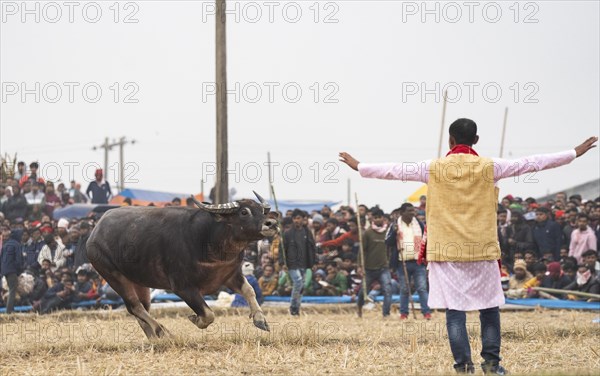 Owner try to control a buffalo during a traditional Moh-Juj (Buffalo fight) competition as a part of Magh Bihu Festival on January 16, 2024 in Ahatguri, India. Traditional Buffalo fights organised in different parts of Assam, during the harvest festival Magh Bihu or Bhogali Bihu since the Ahom rule. The practice was discontinued in 2014 after a Supreme Court order, the event resumed this year in adherence to Standard Operating Procedures (SOP) laid down by the Assam Government