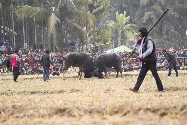 Buffaloes fight with each other during a traditional Moh-Juj (Buffalo fight) competition as a part of Magh Bihu Festival on January 16, 2024 in Ahatguri, India. Traditional Buffalo fights organised in different parts of Assam, during the harvest festival Magh Bihu or Bhogali Bihu since the Ahom rule. The practice was discontinued in 2014 after a Supreme Court order, the event resumed this year in adherence to Standard Operating Procedures (SOP) laid down by the Assam Government