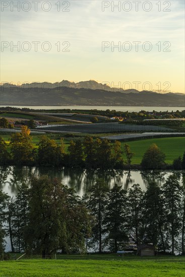 Kressbronn am Lake Constance, district Nitzenweiler, Schleinsee, water reflection, fruit cultivation, alpine view, row of trees, evening mood, Baden-Württemberg, Germany, Europe
