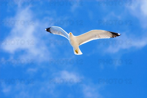 A single white adult herring gull (Larus Argentatus) flying high in the blue sky with white clouds, Tenerife, Canary Islands, Spain, Europe