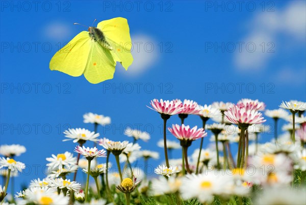 A male brimstone butterfly (Gonepteryx rhamni) flies in the blue sky over daisies (Bellis perennis), close-up