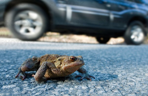 Toad migration, a common toad (Bufo bufo) crosses the road next to a moving car, between Leutaschtal and Mittenwald, Bavaria, Germany, Europe