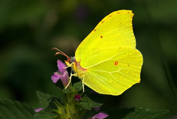 Brimstone butterfly (Gonepteryx rhamni) sitting on a purple deadnettle (Lamium purpureum)