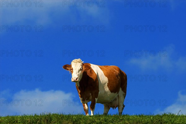 A single brown coloured dairy cow stands on the pasture, in front of a blue sky, near Kirchdorf, Bavaria, Germany, Europe