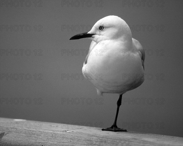 A juvenile red-billed gull (Chroicocephalus novaehollandiae scopulinus) resting on a railing with one leg drawn up, Queenstown, South Island, New Zealand, Oceania