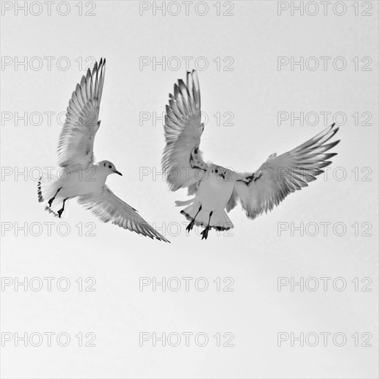 Two juvenile black-headed gulls (Larus Ridibundus) fly in to feed, fluttering above the feeding site