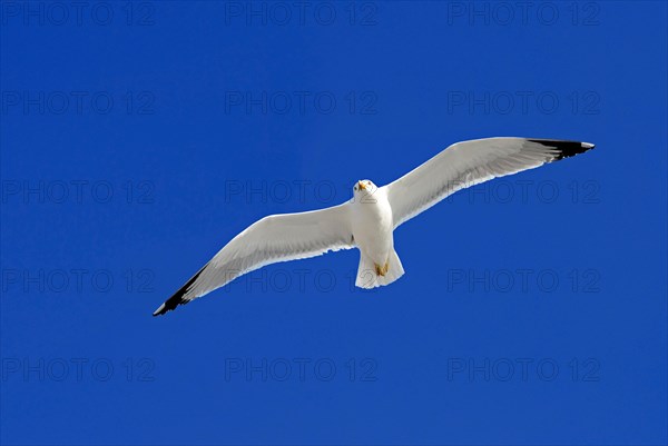 An adult herring gull (Larus Argentatus) flies, sails in the blue sky