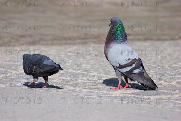 A domestic pigeon (Columba livia f. domestica) courts a female