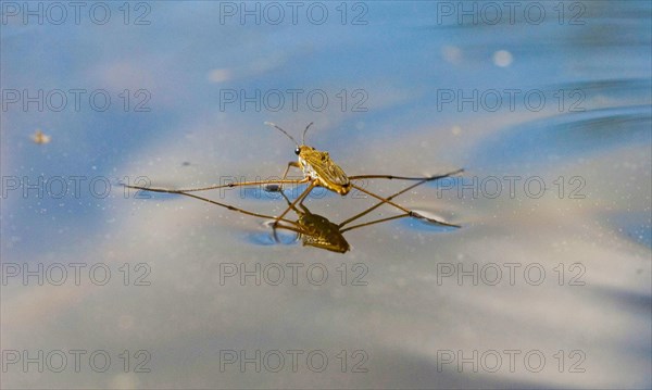 One single Water strider (Gerris lacustris)