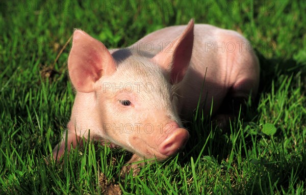 A piglet lies in the green meadow