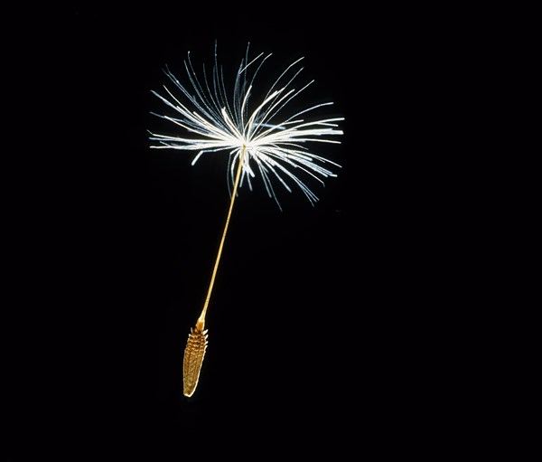 Single dandelion seed, black background, (Taraxacum Officinale)