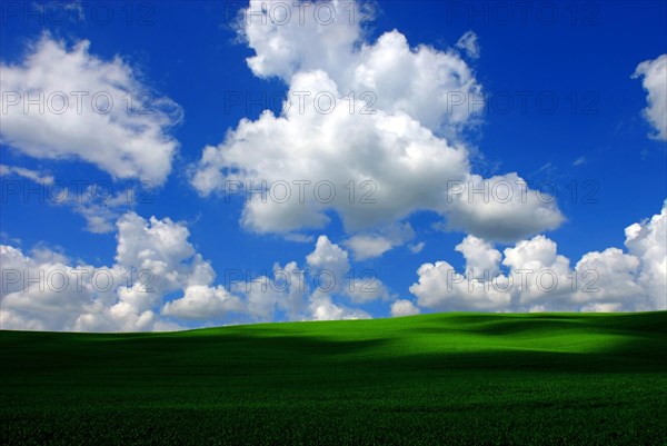 White fair weather clouds, Cumulus humilis, in the blue sky above a green corn field that looks like a meadow, light and shadow, shadow spots