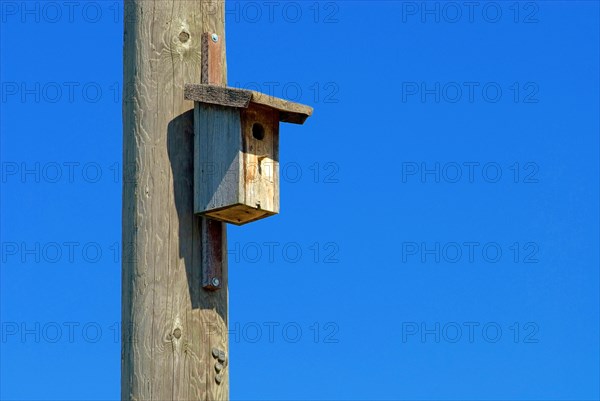 A simple wooden nesting box hangs on a wooden telephone pole, blue sky