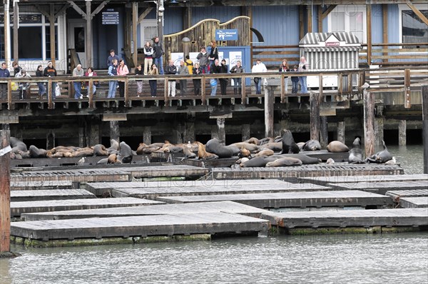 California sea lions (Zalophus californianus) at Pier 39, Fisherman's Wharf, San Francisco, California, USA, North America