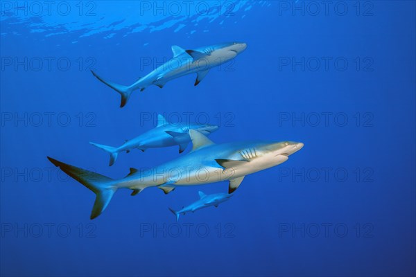 Small group of four grey reef sharks (Carcharhinus amblyrhynchos) swimming through blue sea open water, Pacific Ocean