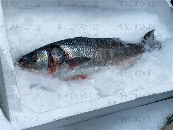 Edible fish sea bass (Dicentrarchus labrax) from the Mediterranean Sea lies on crushed ice in the sales display of Fischhandel Fischhändler, Germany, Europe
