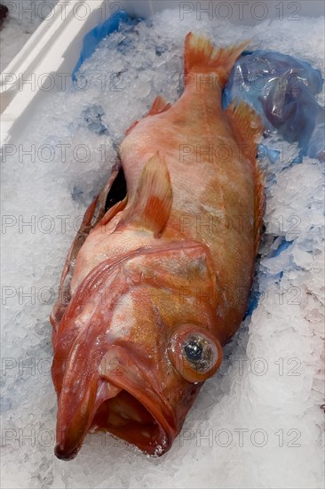 Edible fish redfish (Sebastes norvegicus) lying on crushed ice in the sales display of Fischhandel Fischhändler, Germany, Europe