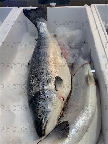 Edible fish Atlantic salmon (Salmo salar) lying on crushed ice in sales display of Fischhandel Fischhändler, Germany, Europe