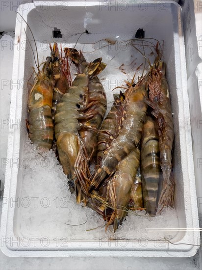 Ten giant tiger prawns (Penaeus monodon) shellfish as a delicacy lie on crushed ice in the sales display of Fischhandel Fischhändler, Germany, Europe