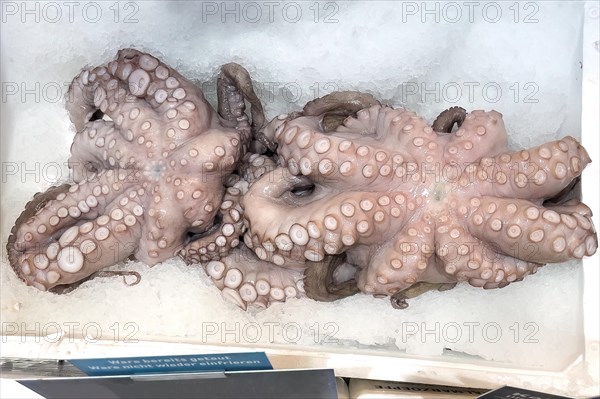 Two specimens of edible octopus (Octopus aegina) lie with suction cups visible on crushed ice in the sales display of Fischhandel Fischhändler, Germany, Europe