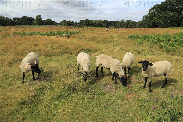 Suffolk Wildlife Trust sheep conservation grazing of heathland, Suffolk Sandlings, near Shottisham, Suffolk, England, UK