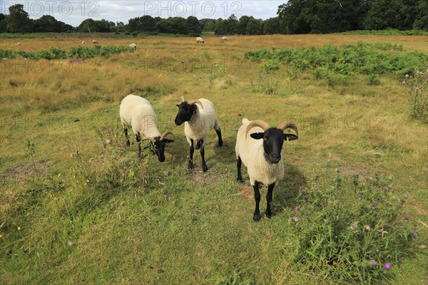 Suffolk Wildlife Trust sheep conservation grazing of heathland, Suffolk Sandlings, near Shottisham, Suffolk, England, UK