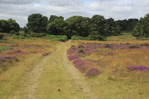 Heather plants, Calluna vulgaris, purple flowers, heathland vegetation, Sutton Heath, Suffolk Sandlings, near Shottisham, England, UK