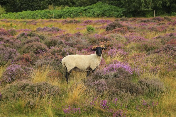 Suffolk Wildlife Trust sheep conservation grazing of heathland, Suffolk Sandlings, near Shottisham, Suffolk, England, UK