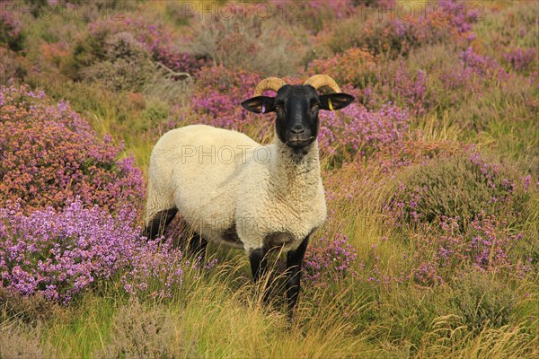 Suffolk Wildlife Trust sheep conservation grazing of heathland, Suffolk Sandlings, near Shottisham, Suffolk, England, UK