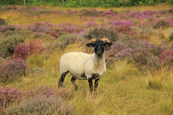 Suffolk Wildlife Trust sheep conservation grazing of heathland, Suffolk Sandlings, near Shottisham, Suffolk, England, UK