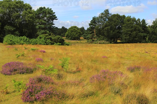 Heather plants, Calluna vulgaris, purple flowers, heathland vegetation, Sutton Heath, Suffolk Sandlings, near Shottisham, England, UK