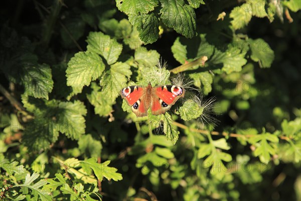 European Peacock butterfly, Aglais io, Suffolk, England, UK