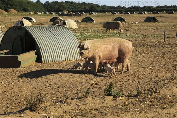 Open-air pig farming sow and piglets next to sty, Shottisham, Suffolk, England, UK