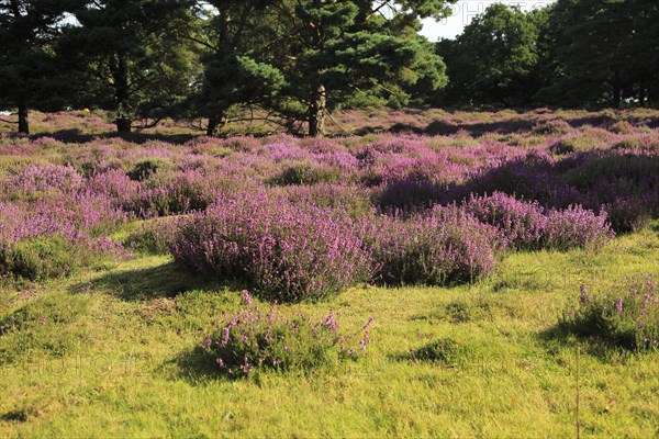 Heather plants, Calluna vulgaris, purple flowers, heathland vegetation, Sutton Heath, Suffolk Sandlings, near Shottisham, England, UK